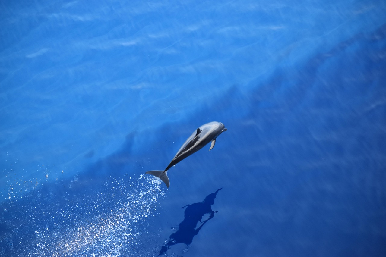Un dauphin
