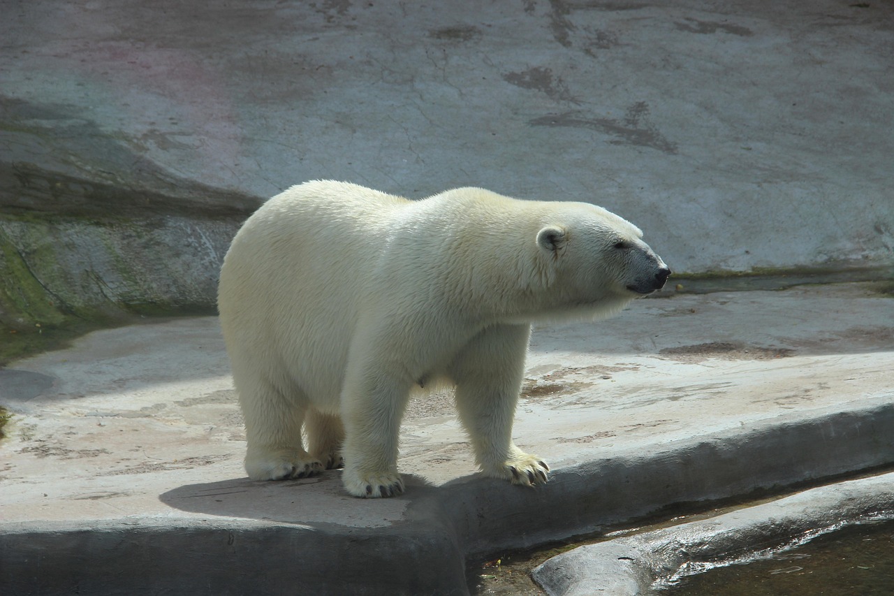 Un ours blanc